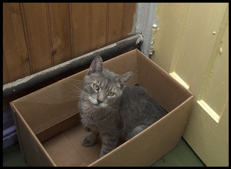 Kitty in the Box.jpg